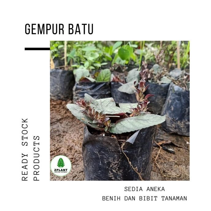 

Terlaris Bibit Pohon Gempur Batu - Tanaman Daun Obat Ginjal Herbal Alami