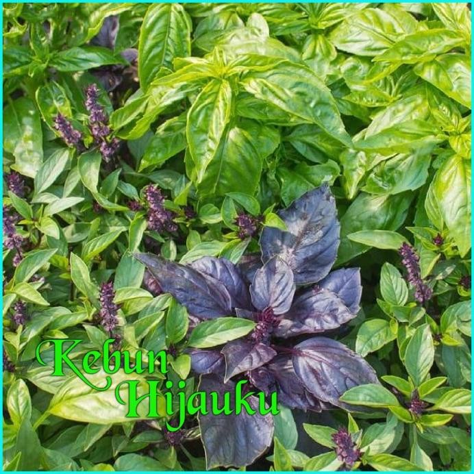 

Terlaris Benih Biji Tanaman Herbal Basil Mix - Gourmet Mix