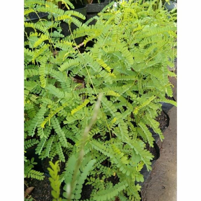 

Terlaris Tanaman Herbal Saga, Pohon Saga, Tanaman Saga