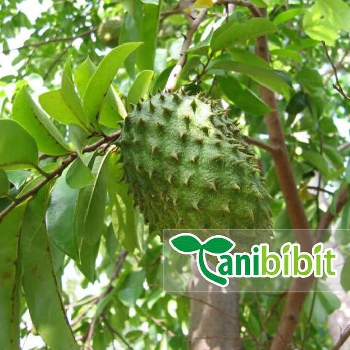 

Terlaris Bibit Pohon Sirsak - Tanaman Buah Dan Daun Herbal