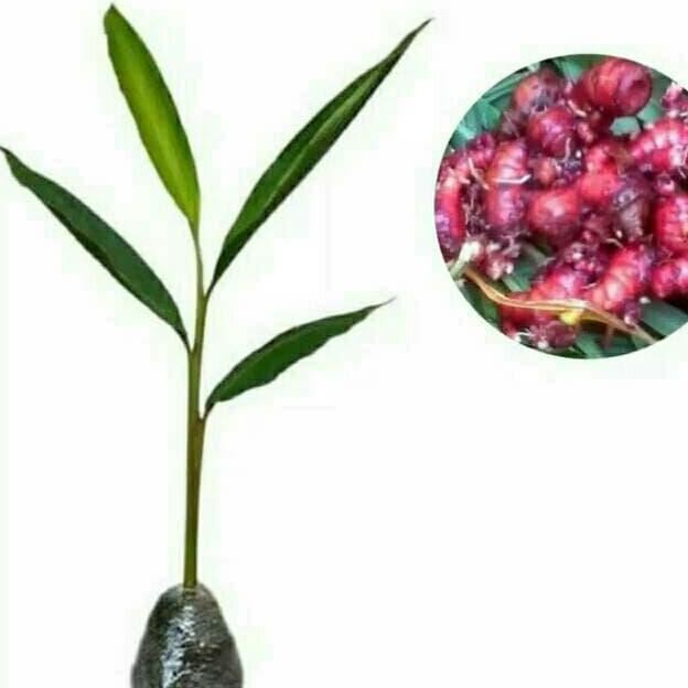 

Terlaris Tanaman Herbal Jahe Merah/Tanaman Obat Jahe