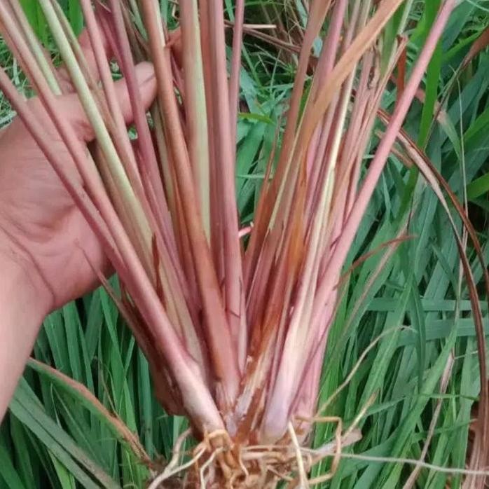 

Terlaris Tanaman Herbal Bibit Sereh Merah/Sereh Lanang Wangi Isi 5-6 Pcs