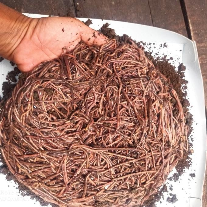 Cacing Susu Atau Fosfor 1/2 Kg