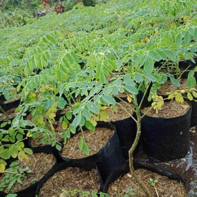 

Terlaris Bibit Tanaman/Pohon Kelor/Moringa Oleifera/Herbal/Murah Berkualitas