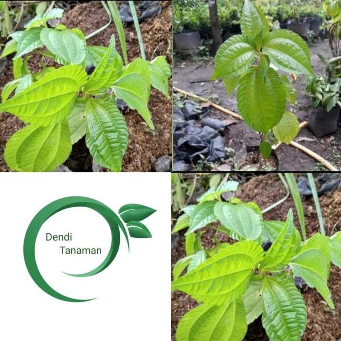 

Terlaris Bibit Tanaman Pohpohan - Tanaman Herbal