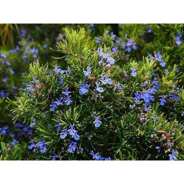 

Terlaris Tanaman Hias Herbal Bunga Rosemary Wangi Beykpu 6594Le