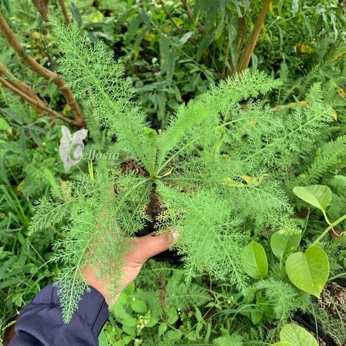 

Terlaris Tanaman Herbal Daun Seribu (Yarrow)
