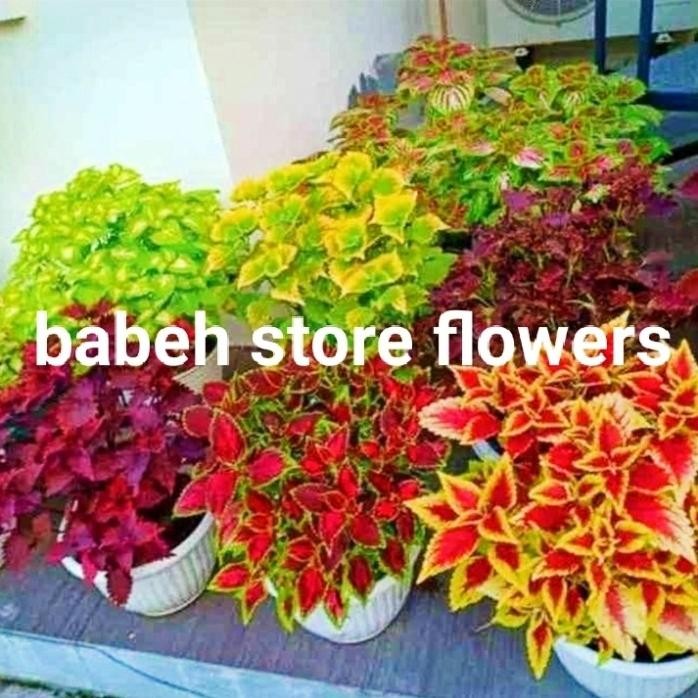 

Terlaris Tanaman Herbal Miana