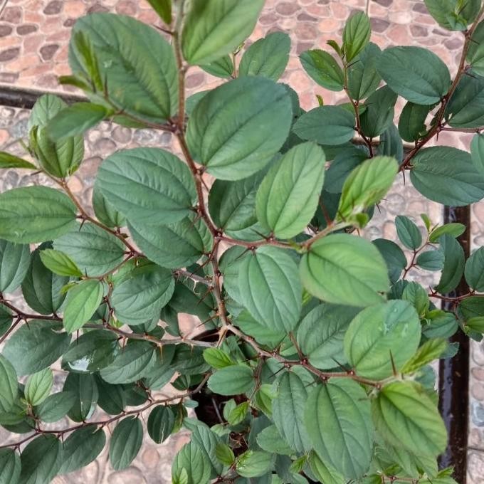 

Terlaris Tanaman Herbal Bidara Arab - Bibit Pohon Bidara Arab Tanaman Herbal