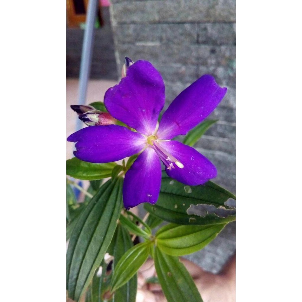 

Terlaris Tanaman Senggani Unggu Tanaman Herbal