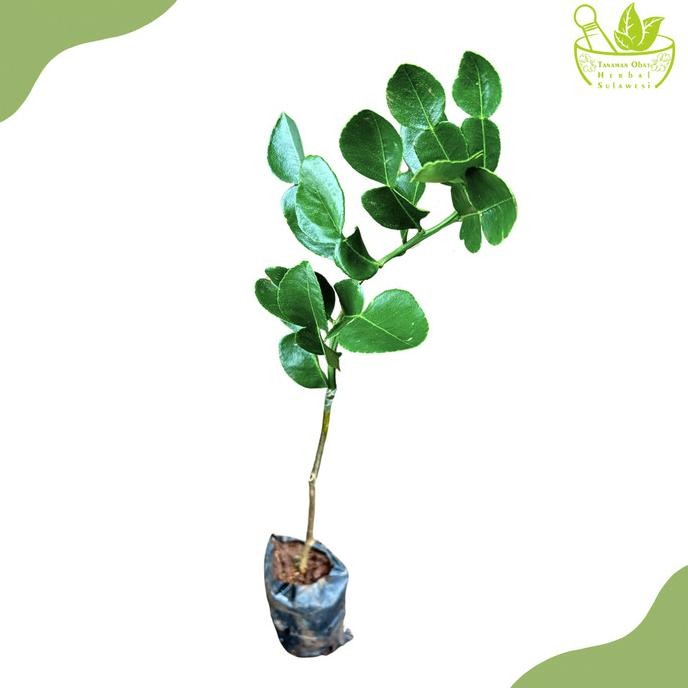 

Terlaris Tanaman Herbal Daun Jeruk Purut/Bibit Tanaman Jeruk Purut Okulasi