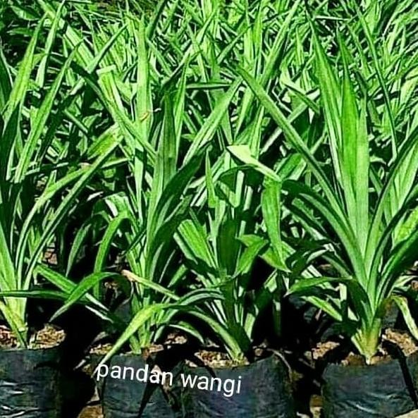 

Terlaris Bibit Tanaman Herbal Pandan Wangi - Pandan Wangi