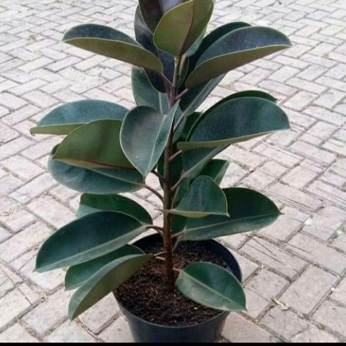 

Terlaris Tanaman Hias Karet Kebo/ Tanaman Daun Karet Kebo/ Tanaman Obat Herbal