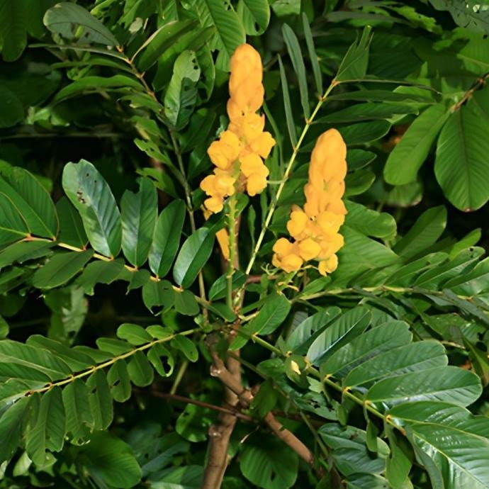 

Terlaris Ketepeng Cina / Kaskado (Senna Alata) Tanaman Herbal Kaya Manfaat