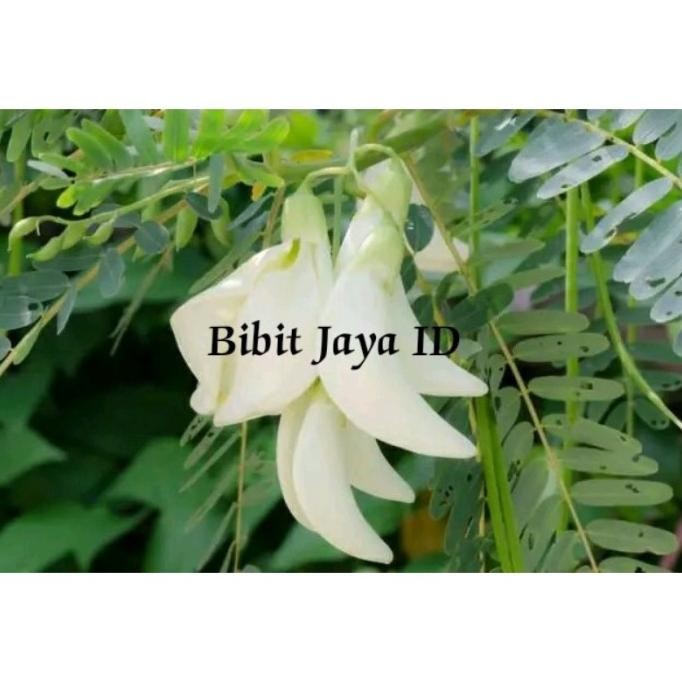 

Terlaris Bibit Tanaman Turi Putih (Sayur/Herbal)