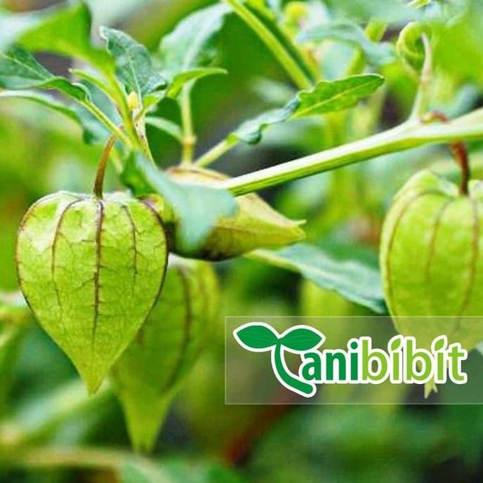 

Terlaris Bibit Tanaman Buah Cecendet Ciplukan - Pohon Cecenet Herbal