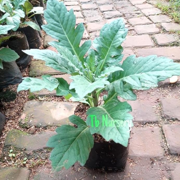 

Terlaris Daun Dewa/Tanaman Herbal Daun Dewa