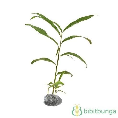 

Terlaris Bibit Tanaman Lengkuas Herbal