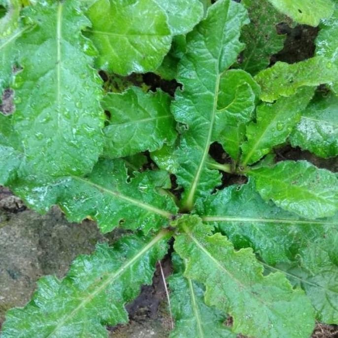 

Terlaris Bibit Tanaman Tapak Liman Daun Tapak Liman Obat Herbal Segar Per1Pohon