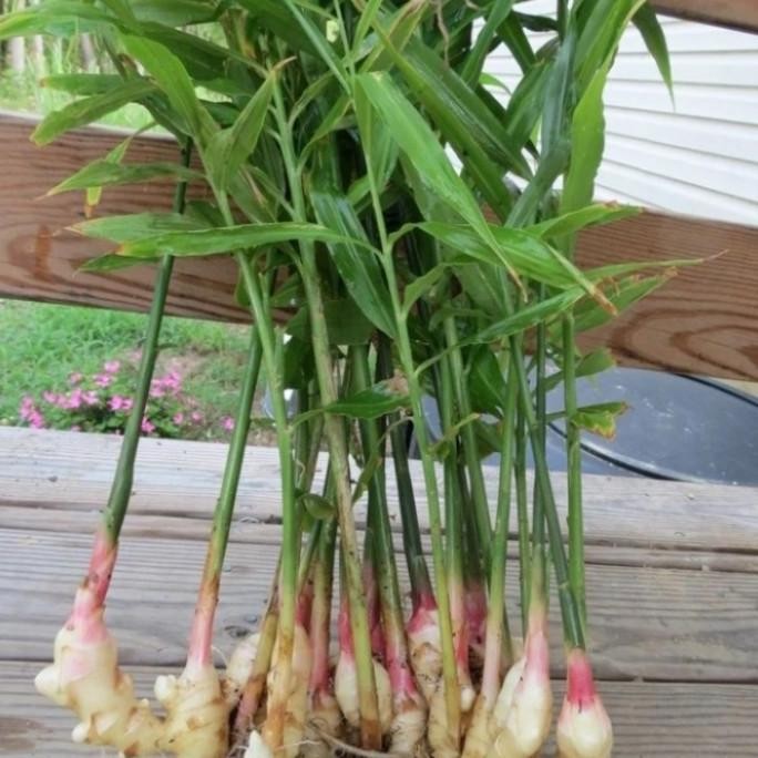 

Terlaris Tanaman Herbal - Macam Macam Tanaman Herbal