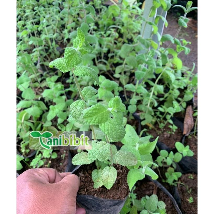 

Terlaris Bibit Tanaman Daun Mint Apel/Pohon Aplle Mint Tanaman Herbal