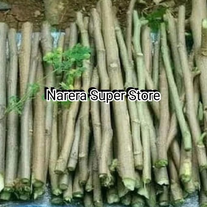 

Terlaris Bibit Stik Kelor Tanaman Herbal Pohon Stek Murah Ekonomis