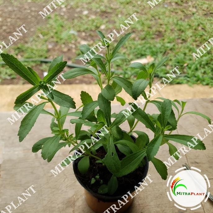 

Terlaris Bibit Tanaman Stevia/Daun Manis(Obat Herbal)