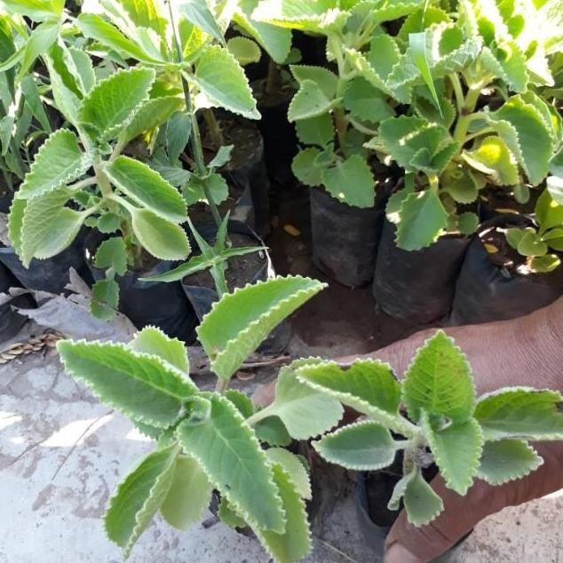 

Terlaris Tanaman Herbal Jinten Hitam