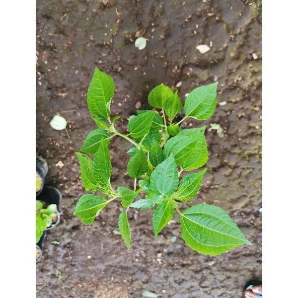 

Terlaris Tanaman Herbal Pohpohan / Lalapan Poh Pohan