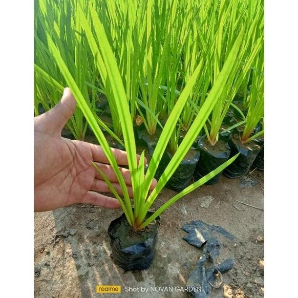 

Terlaris Tanaman Herbal Dlingo/Dringo/Jerangau Tanaman Herbal Kel Wulkto 6193Du