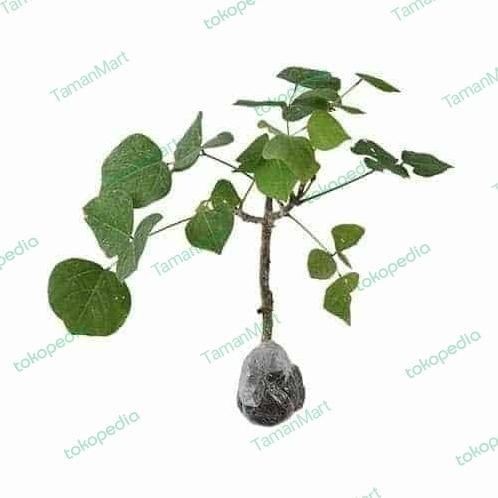 

Terlaris Bibit Dadap Serep Obat Herbal Tanaman Toga