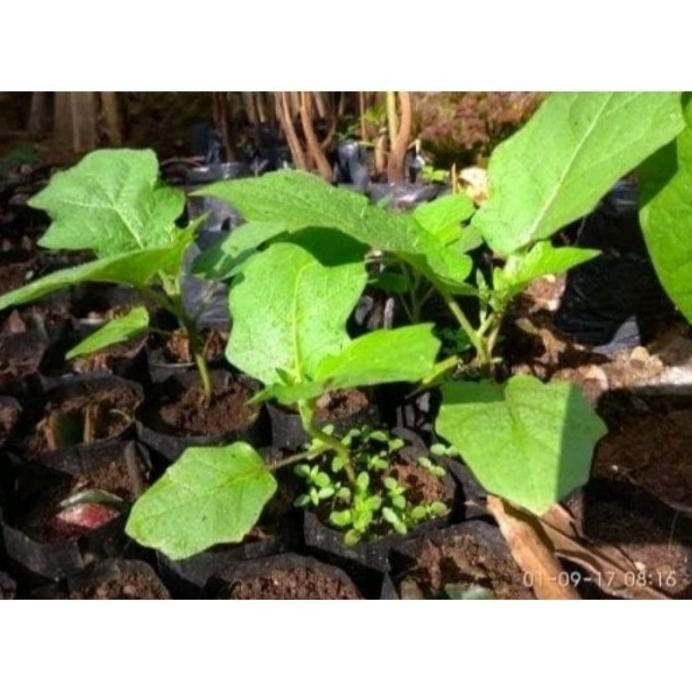 

Terlaris Bibit Tanaman Herbal Tekokak Cepokak Terong Pipit Herbal Mata