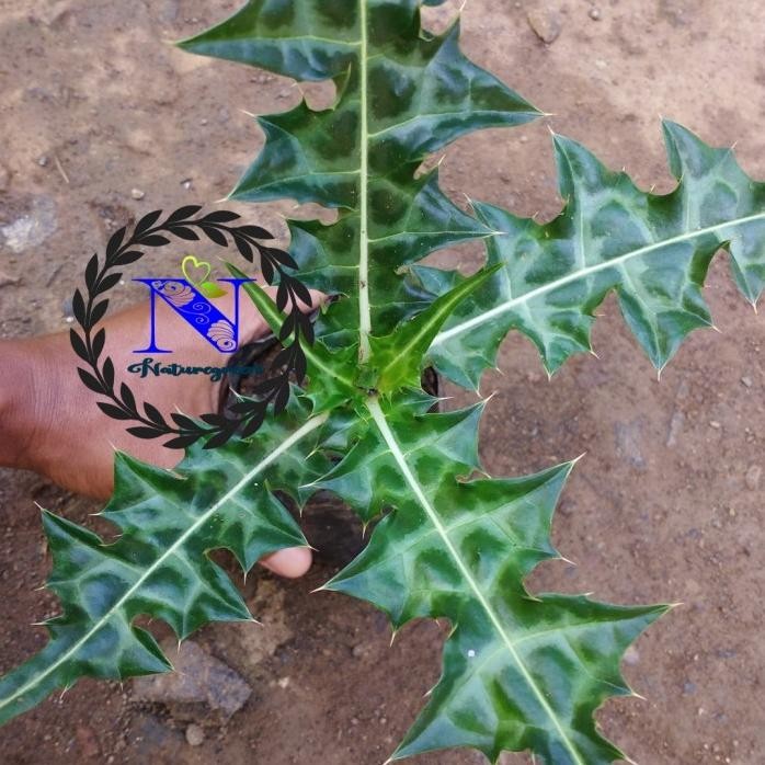 

Terlaris Bibit Tanaman Hias Herbal Daruju/Holly Mangrove Limitid Editions Tumbuhan