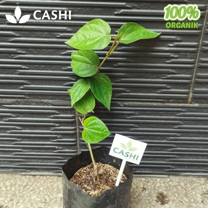 

Terlaris Bibit Tanaman Sirih Hijau Daun Suruh Soroh Herbal