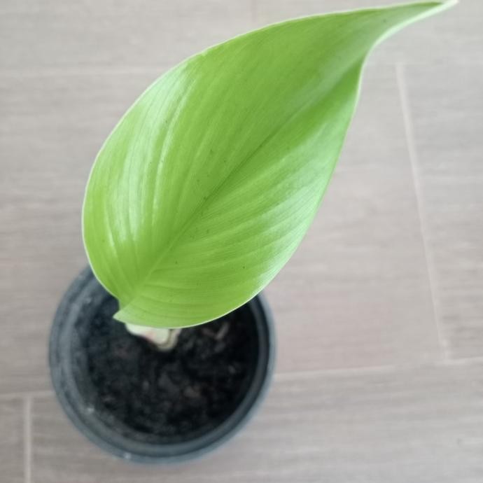 

Terlaris Bibit Tanaman Herbal Temu Ireng / Temu Hitam