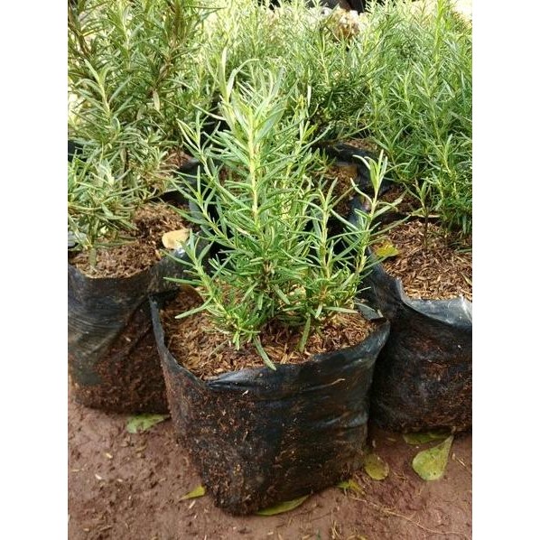 

Terlaris Bibit Tanaman Rosemary - Pohon Daun Dan Bunga Herbal Bumbu Masak