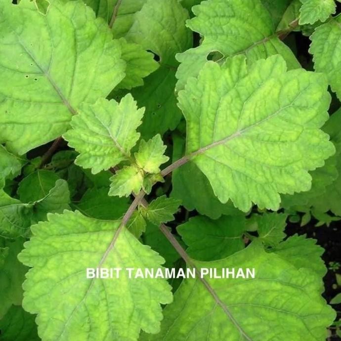 

Terlaris Bibit Daun Nilam Tanaman Bahan Minyak Wangi Herbal Dilem Patchouli