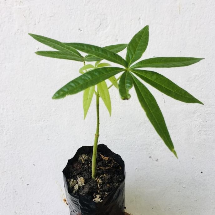 

Terlaris Bibit Tanaman Herbal Penghijauan Pohon Taman Sterculia Foetida
