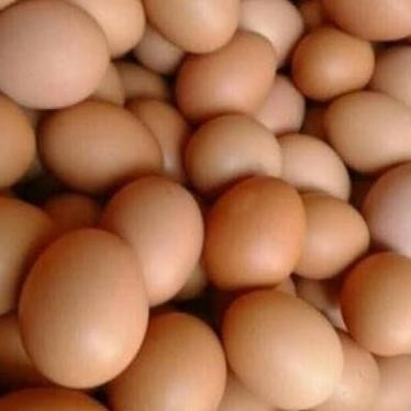 

Terlaris Telur / Telor Ayam Negeri 500Gr / 1/2Kg
