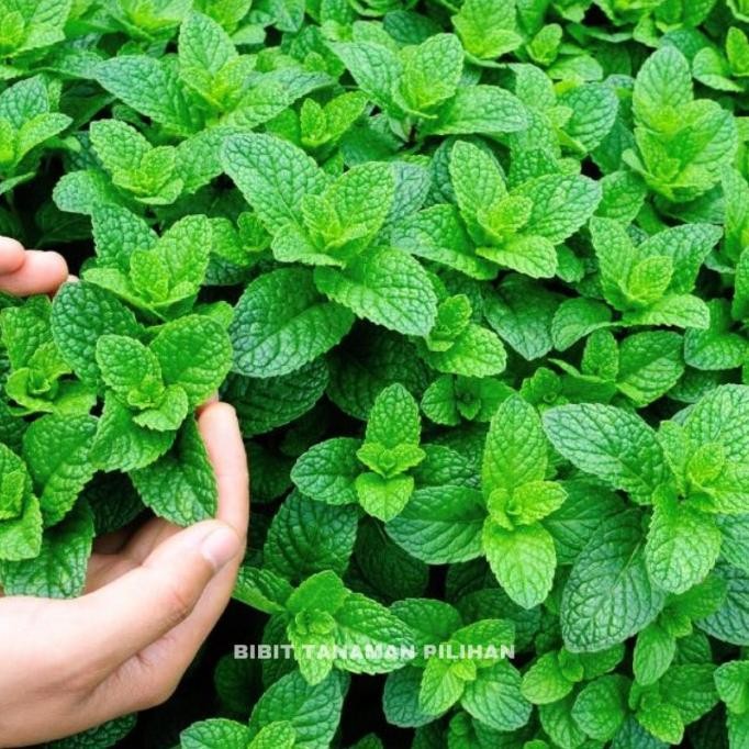 

Terlaris Bibit Daun Mint Rimbun Tanaman Herbal Mint