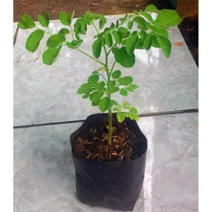 

Terlaris Tanaman Herbal Daun Kelor Pohon Kelor Bibit Tanaman Obat Pohon Kelor