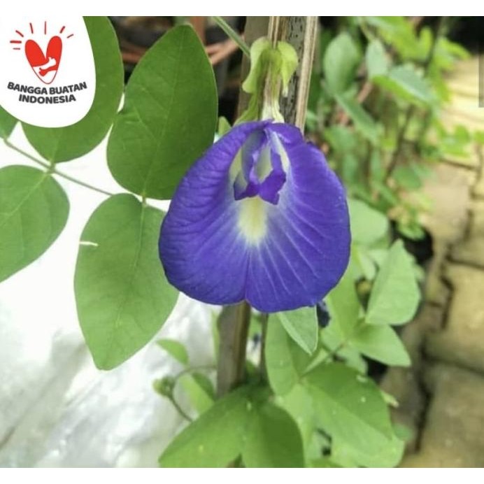 

Terlaris Bibit Teleng - Kembang Telong - Pohon Bunga Telang Tanaman Herbal Hias