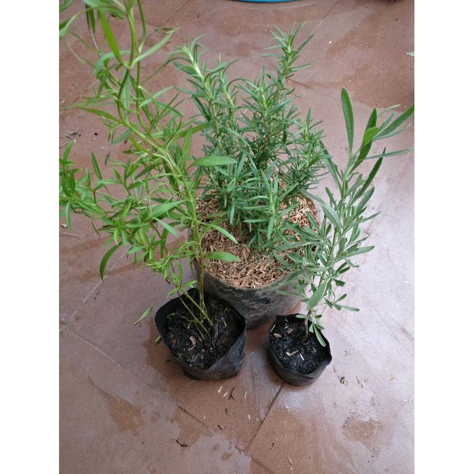 

Terlaris Paket Tanaman Herbal Wangi Isi Rosemary, Tarragon, Lavender