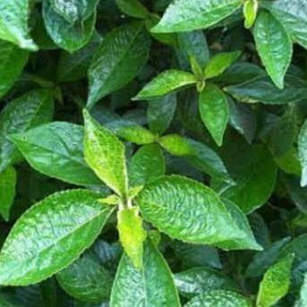 

Terlaris Tanaman Herbal Pohon Keci Beling