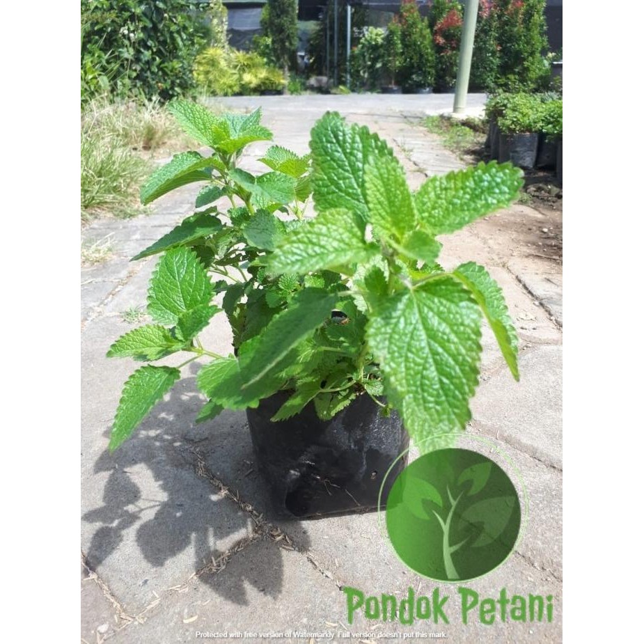 

Terlaris Tanaman Herbal Lemon Balm Mint