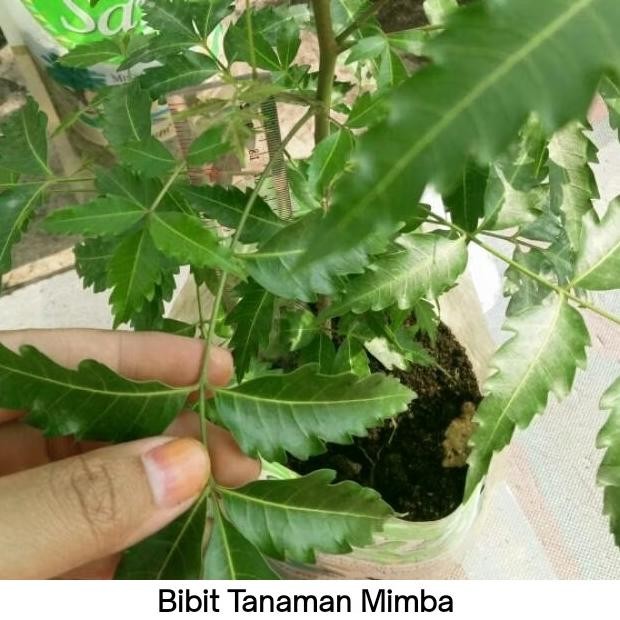 

Terlaris Bibit Tanaman Herbal Mimba Untuk Kesehatan Sekeluarga