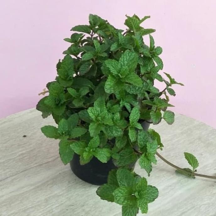 

Terlaris Tanaman Hias/Herbal Daun Mint