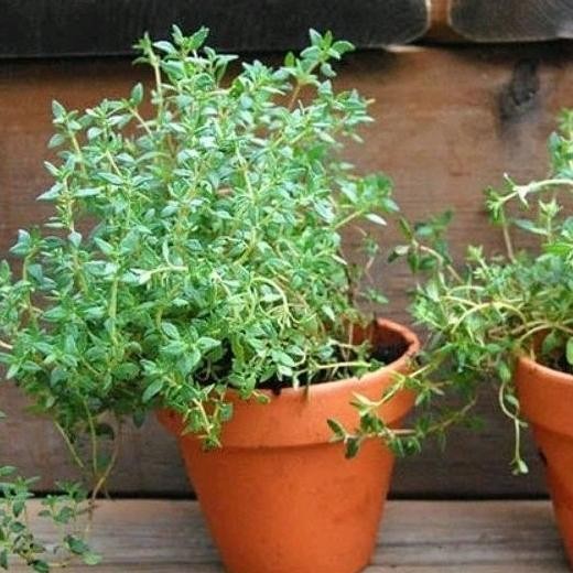 

Terlaris Tanaman Herbal Timi / Thime / Thymus Vulgaris