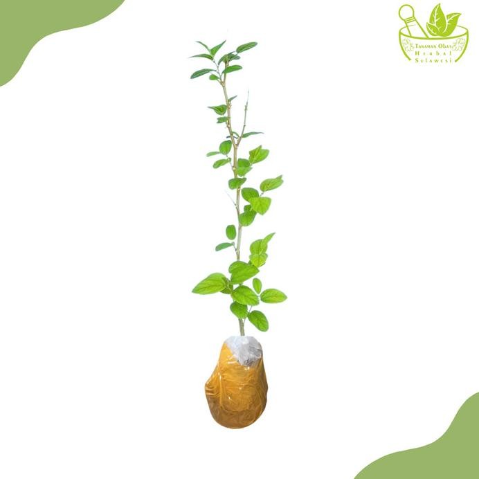 

Terlaris Tanaman Herbal Pohon Bidara Ararb/Bibit Tanaman Bidara Arab