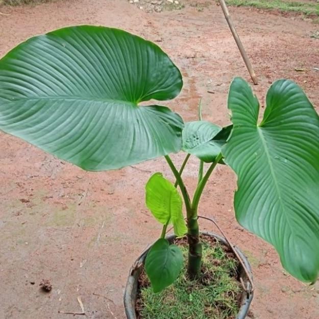 

Terlaris Tanaman Cariwuh Batang Hijau (Tanaman Hias+Herbal)